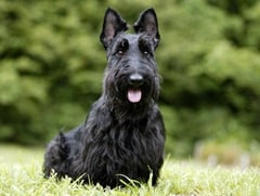 Scottish Terrier