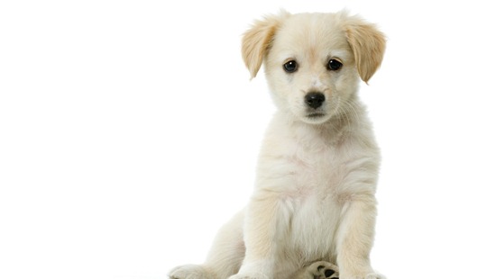 Sitting Puppy Wallpaper