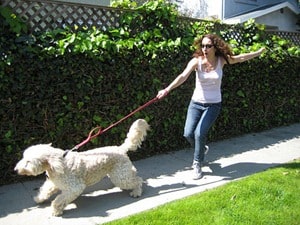 Stop-Dog-Pulling-on-Leash