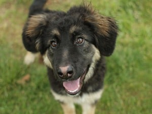 Temperament Mixed Dog