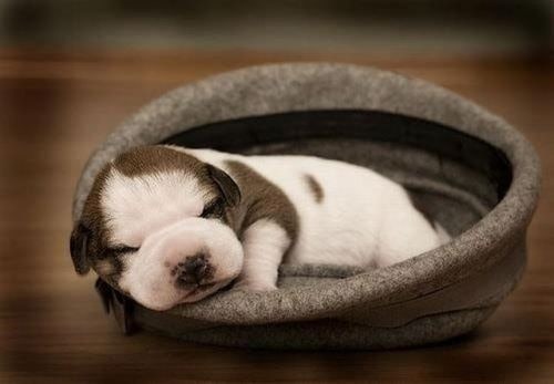 adorable-sleeping-puppy