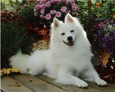 american-eskimo-dog