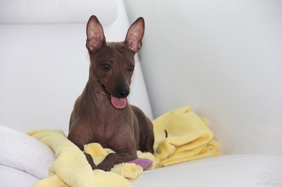 american-hairless-terrier-wallpaper