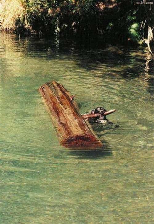 log-retriever-dog