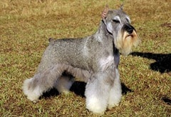 miniature_schnauzer