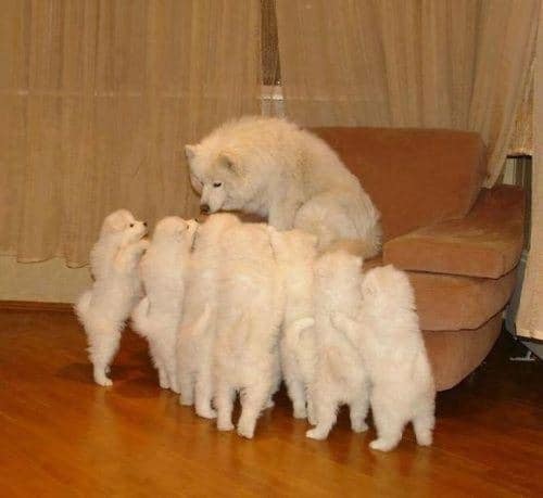 mother-dog-puppies
