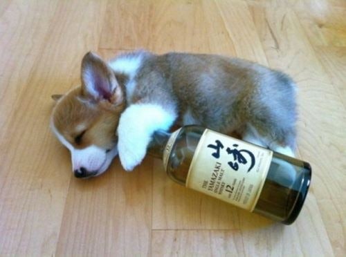 puppy-and-bottle