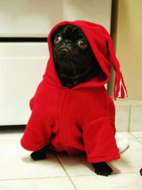 red-hoodie-dog