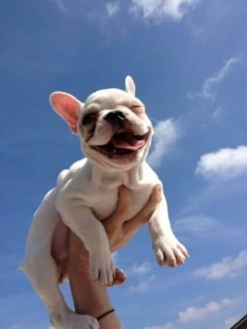 smiling-puppy