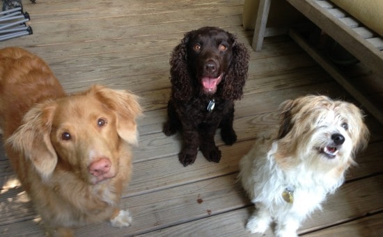 American-Water-Spaniel-And-Friends