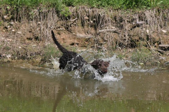 American-Water-Spaniel-Bath-Time