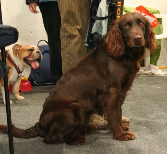 American-Water-Spaniel-Happy