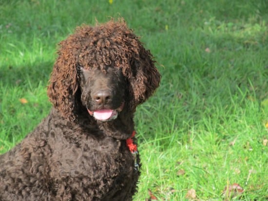 American-Water-Spaniel-New-Style