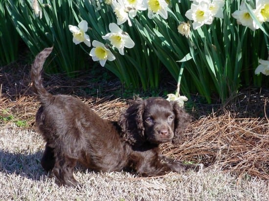 American-Water-Spaniel-Play-Time