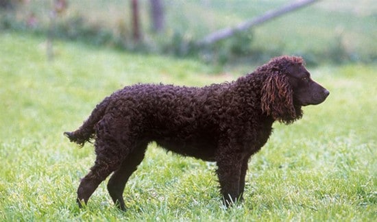 American-Water-Spaniel-Pointing