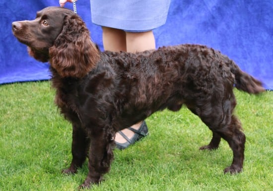 American-Water-Spaniel-Pose