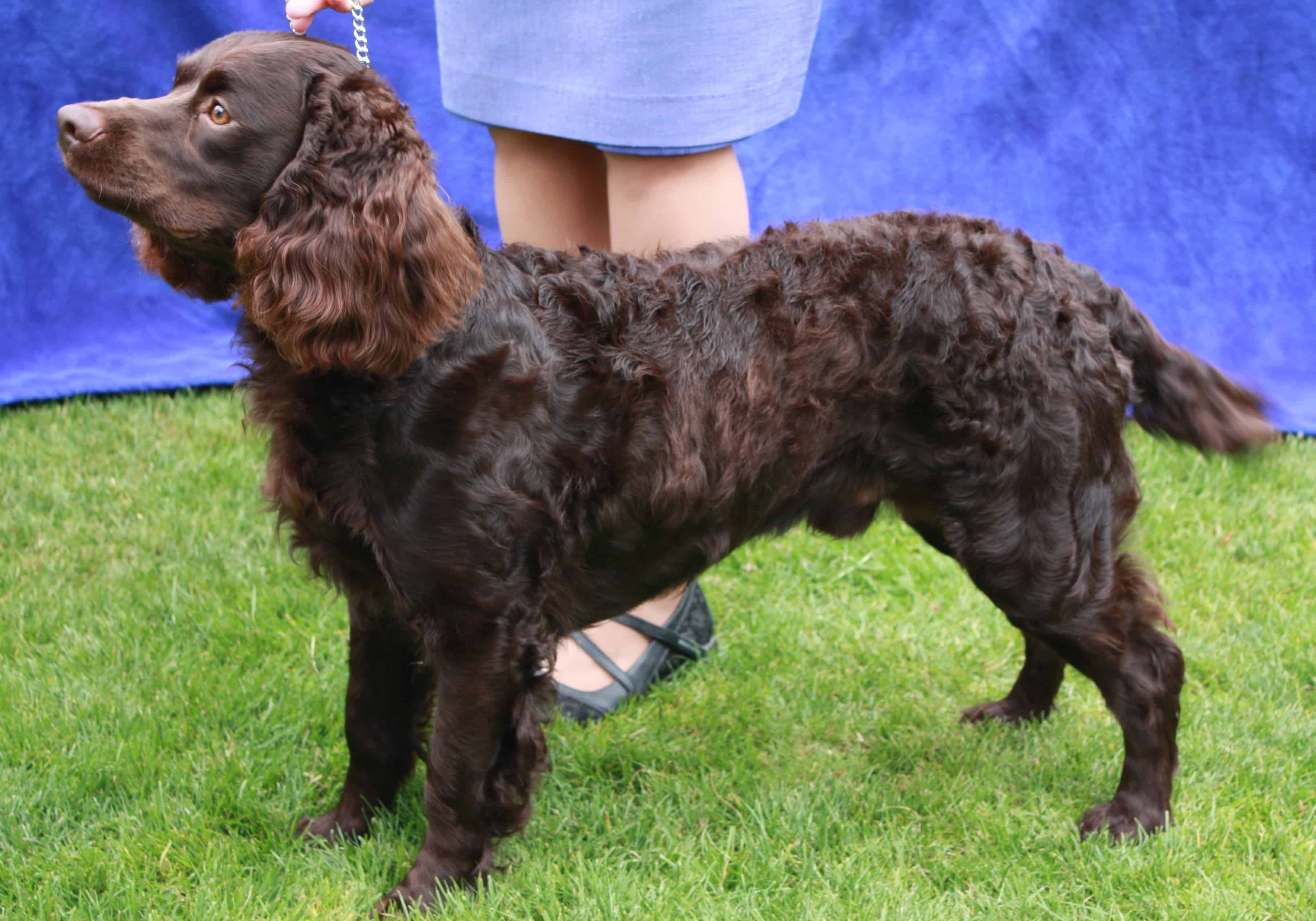 American Water Spaniel Breed Info Care And Wallpapers