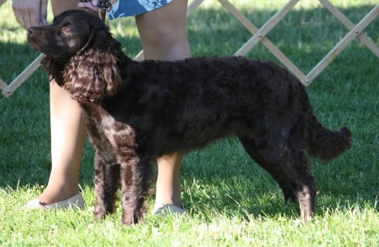 American-Water-Spaniel-Tired