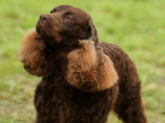 American-Water-Spaniel-Waiting