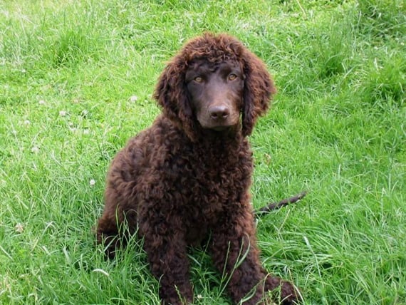 American Water Spaniel Wallpaper