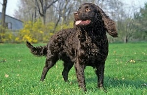 American-Water-Spaniel