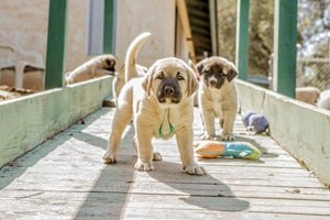 Anatolian-Shepherd-Puppy