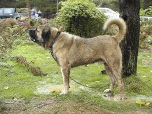 Anatolian-Shepherd