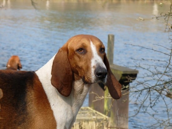 Anglo-French-Hound-Happy