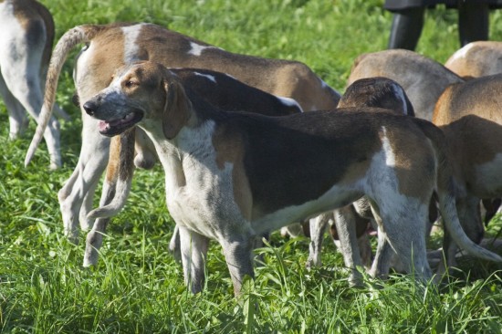 Anglo-French-Hound-Hunting