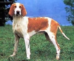 Anglo-French-Hound-Large-White-Orange