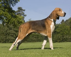 Anglo-French-Hound-Medium