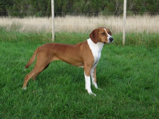Anglo-French-Hound-Pose