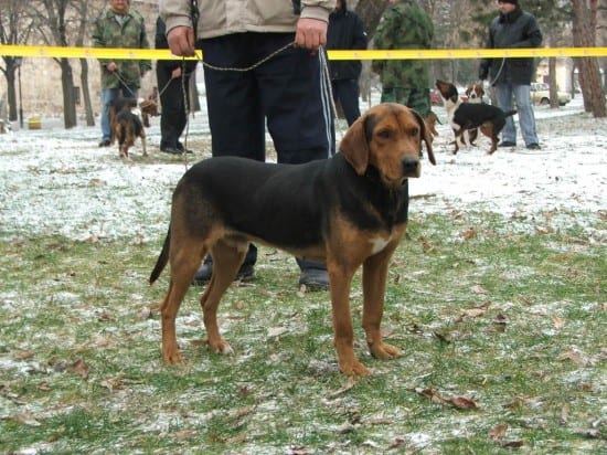 Anglo-French-Hound-Waiting