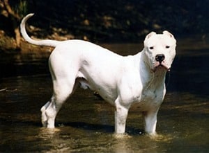 Argentine-Dogo