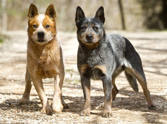 Australian-Cattle-Dog-Brothers