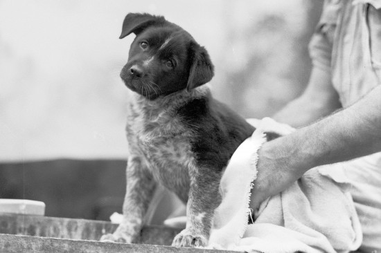 Australian-Cattle-Dog-Curious