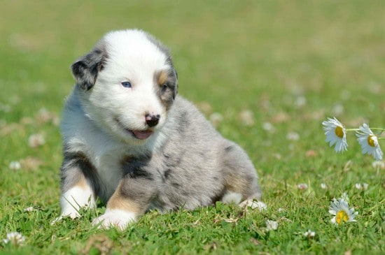 Australian-Cattle-Dog-Cute-Puppy
