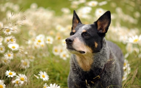 Australian-Cattle-Dog-Listening