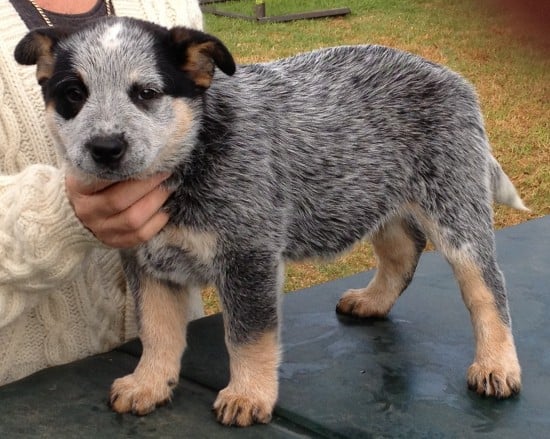 Australian-Cattle-Dog-Little-Puppy