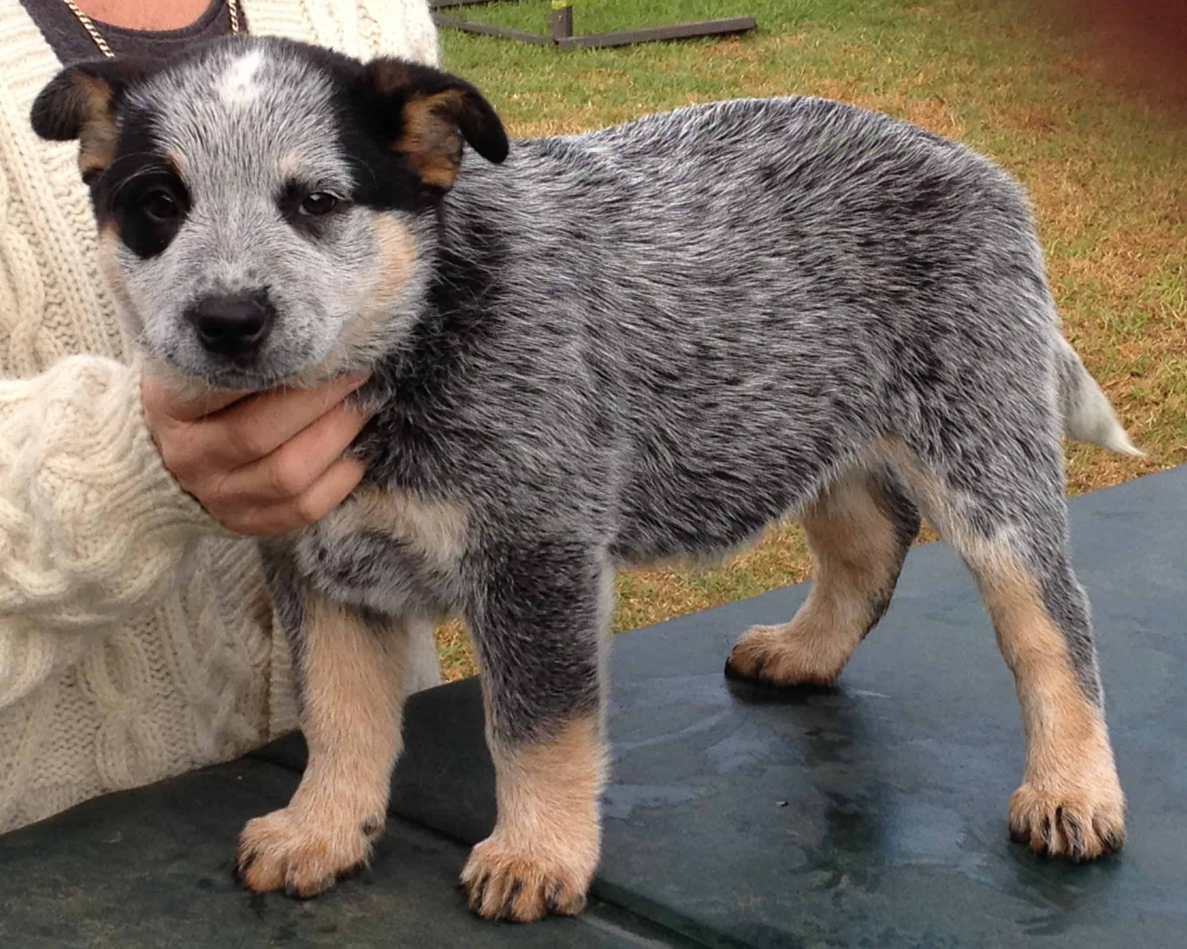 small australian cattle dog