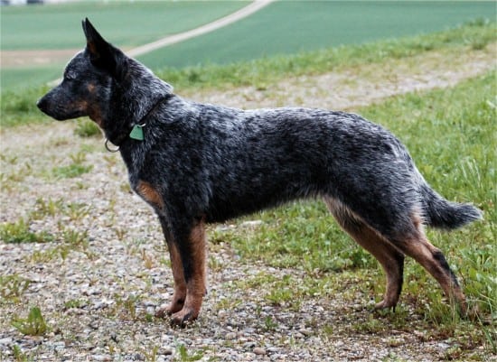 Australian-Cattle-Dog-Pose