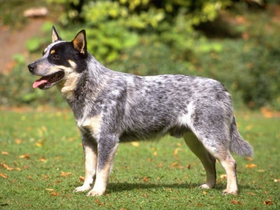 Australian-Cattle-Dog-Thursty