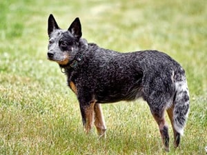 Australian-Cattle-Dog