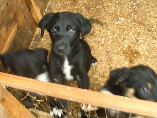 Australian-Kelpie-Cute-Puppies