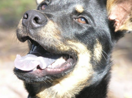 Australian-Kelpie-Happy-Puppy