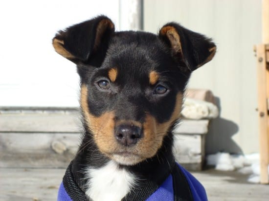 Australian-Kelpie-Little-Puppy