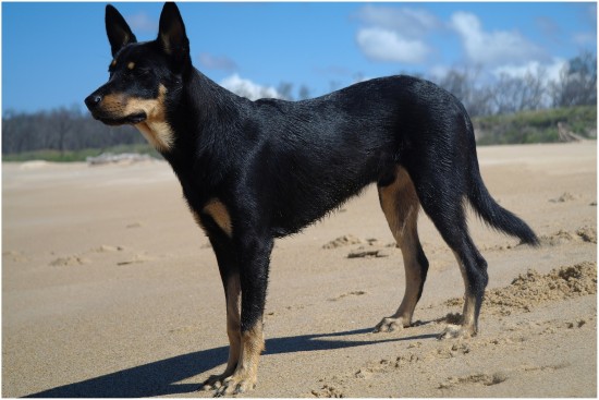 Australian-Kelpie-On-The-Beach