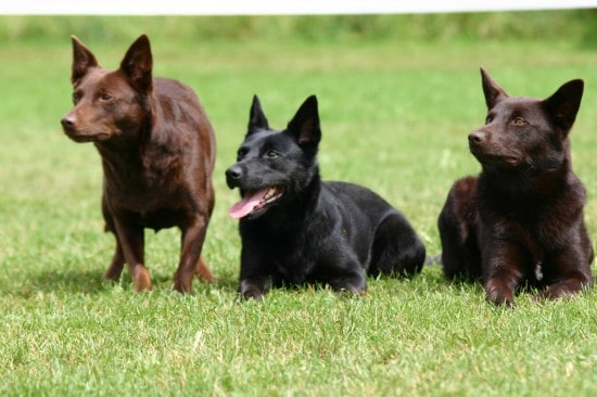 Australian-Kelpie-Play-Time