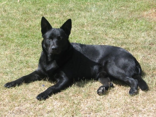 Australian-Kelpie-Relaxing