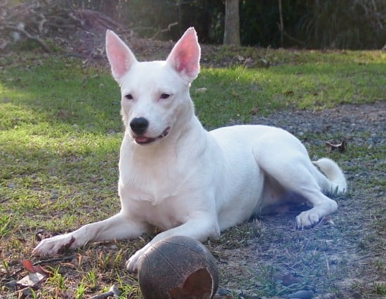 Australian-Kelpie-White